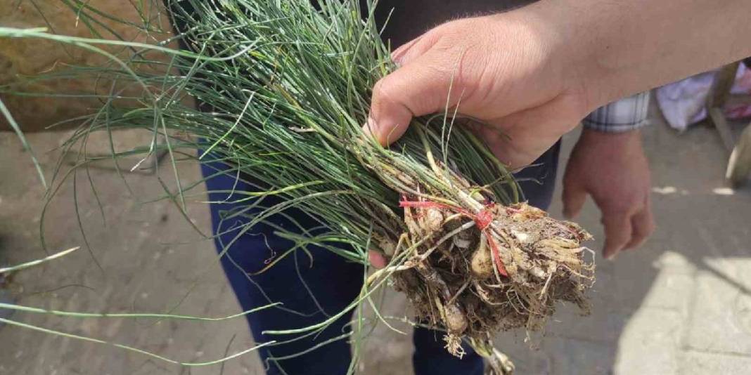 Ot deyip geçmeyin! Doğada kendiliğinden yetişiyor, kilosu 15.000 TL’yi buluyor 4